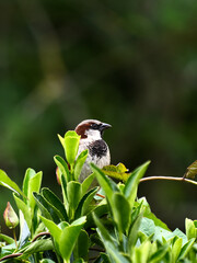 Tree sparrow in a bush. 