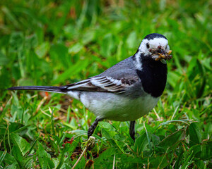 white wagtail having the prey
