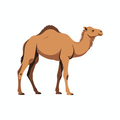 Illustration of a camel standing