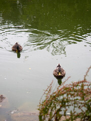 Two ducks swimming in a pond. 