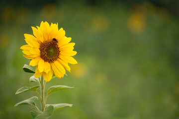Close-up of a vibrant sunflower with a bee collecting nectar against a blurred green background, symbolizing summer, ecology and pollination.