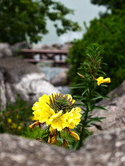 Oenothera evening primrose. 