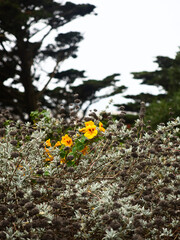 Yellow nasturtium. 
