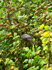 An American robin in a bush.