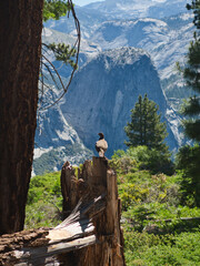 A grouse perched on a stump in Yosemite National Park. 