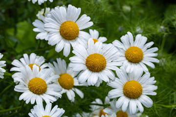 Obraz premium Neat and clean marguerite daisy flower closeup.