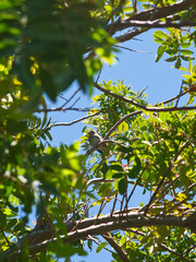 Sleeping finch perched in a tree. 