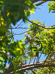 Sleeping finch perched in a tree. 