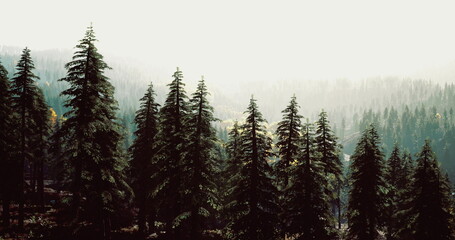 Lush evergreen trees rise prominently in a misty forest during early morning light, surrounded by a gentle haze and distant hills, creating a tranquil and peaceful atmosphere.