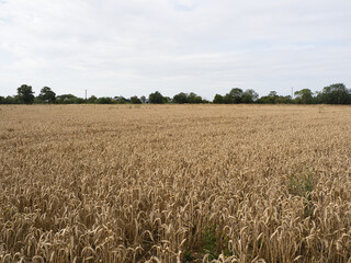 A field of wheat ready for harvest. 