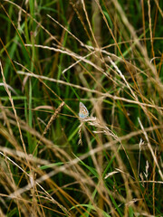 Aricia agestis butterfly.