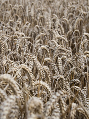 A field of wheat ready for harvest. 