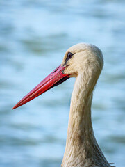 close up of a white stork