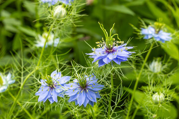 Beautiful nigella flowers blooming in the garden.