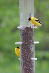 Birds enjoying the bird feeder