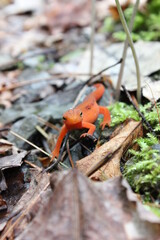 Adorable Orange Newt Amongst the Leaves