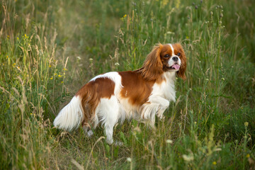 Cavalier King Charles Spaniel walking on green grass