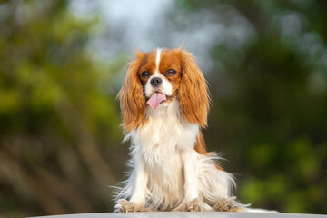 Cavalier King Charles Spaniel walking on green grass
