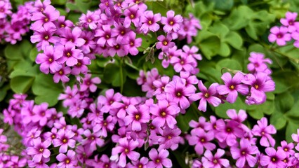 春の庭を彩るピンクのオキザリスの花

