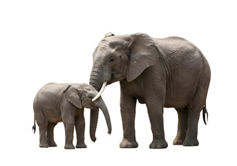 Fototapeta premium African Elephant Family: Mother and Calf on White Background on white background