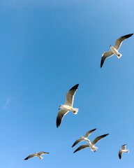 Flock of Seagulls Flying in a Blue Sky
