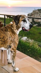 Dog stands on a patio, overlooking a sunset ocean view