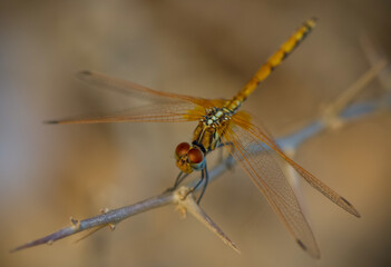 Macro Insect Photography Dragonfly on a Branch in Cyprus