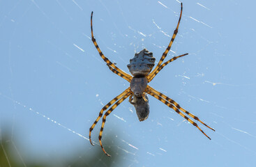 Spider on Web Feeding on Butterfly in Dramatic Light