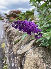 Flowers in Bloom in Scotland