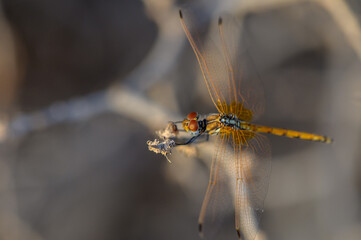 Macro Insect Photography Dragonfly on a Flower in Cyprus
