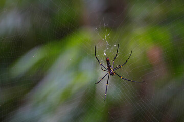 golden orb weaver spider on web