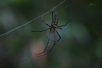golden orb weaver spider on web