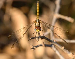 Macro Shot of Dragonfly on Branch in Sunset Glow