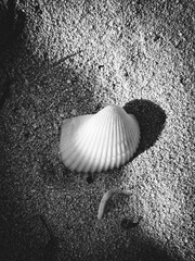 Black and White Close-up of a Seashell