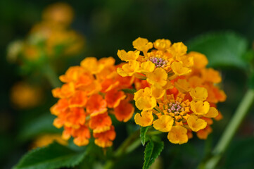 Yellow Exotic Flowers on a Bush in Cyprus