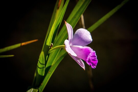 Pink Orchid on a Dark Background