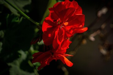 Vibrant Red Flower Close-Up