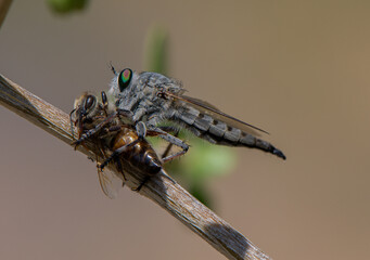 Robber Fly with Bee in Dramatic Light, Macro Photography