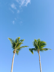 Two Palm Trees Against a Blue Sky