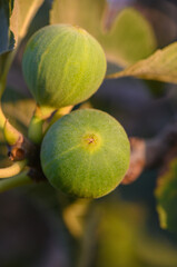 Mediterranean Figs on Branch at Sunset, Cyprus