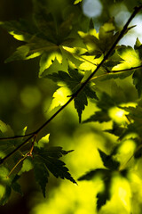 鎌倉258289　浄智寺5　緑もみじ