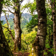 Lush forest, trees, and mountain vista