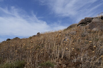 VEGETAZIONE SPONTANEA 