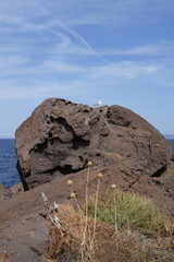 GABBIANO SULLO SCOGLIO