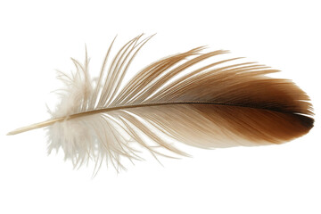 Single Brown and White Feather Isolated on Transparent Background
