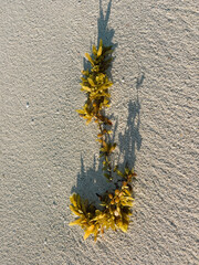 Close-up of a Seaweed on the Sand