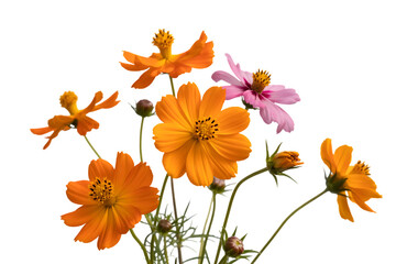 Orange and Pink Cosmos Flowers Isolated on Transparent Background