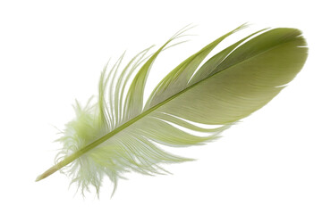 Light Green Feather Isolated on Transparent Background