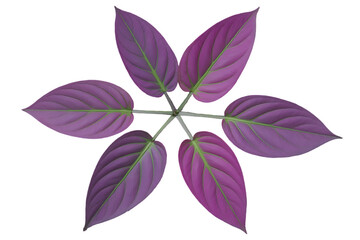 Purple Leaves in Star Shape Isolated on Transparent