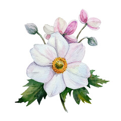 Anemone on a transparent background